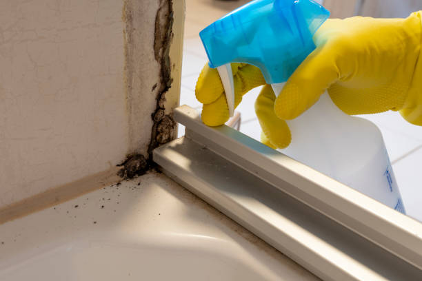 Best Attic Mold Remediation in USA